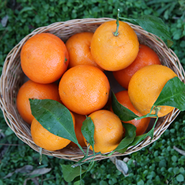 Import of Fresh Orange to Oman by Albadayar