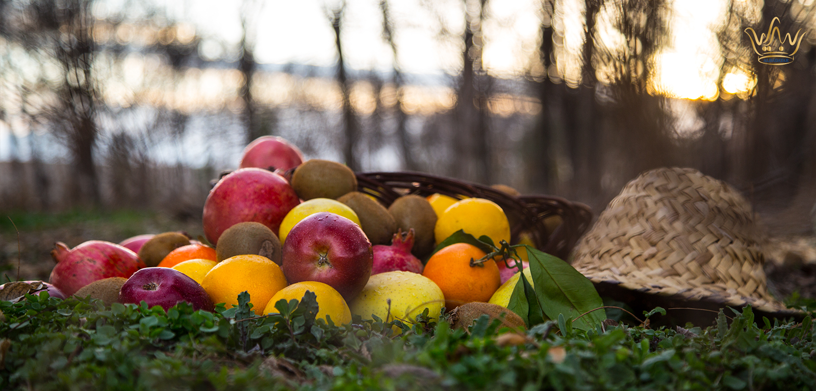 Fresh Fruits Importer in Oman!