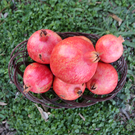 Import of Pomegranate to Oman by Albadayar