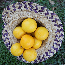 Import of Fresh Sweet Lemon to Oman by Albadayar